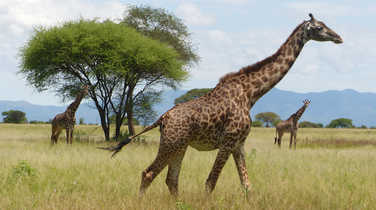 Giraffes in the Serengeti National Park