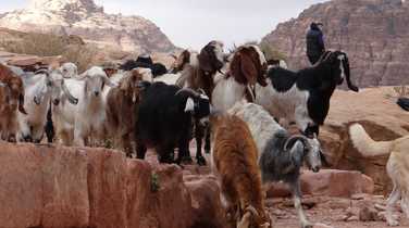 Goats in the lost city of Petra