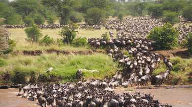 Great wildebeest migration crossing Mara river at Serengeti National Park