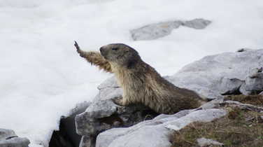 Groundhog in Chamonix region