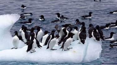 Guillemots hang out on iceberg in Svalbard