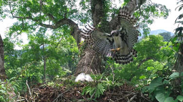 harpy-eagle