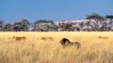 Herd of lions in the savannah