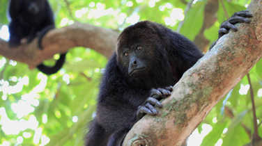 howler-monkeys-in-the-rainforest