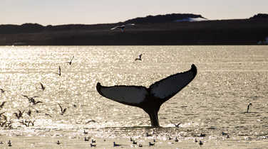 humpback-whale-having-dinner-amongst-the-kittiwakes