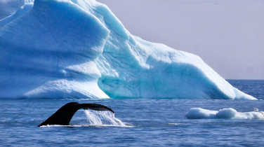 Humpback whale in Greenland