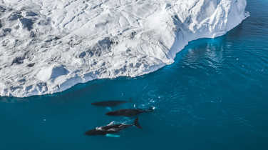 humpback-whales-swimming-past-a-huge-iceberg-in-semilik-bay