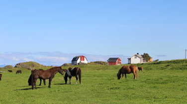 Icelandic Horses in Ramberg in Lofoten islands, Norway
