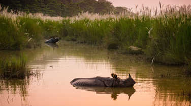 Indian one horned rhinoceros bathing in a river at dawn, in Chitwan National Park, Nepal
