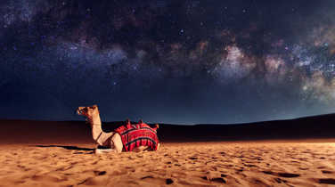 majestic-looking-camel-in-the-desert