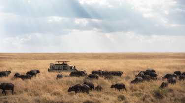 Meeting with a herd of buffalos