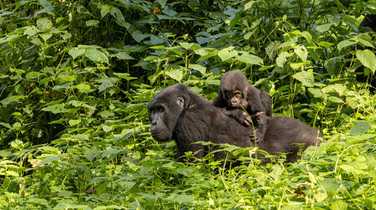 Mother and baby gorilla in Bwindi, Uganda