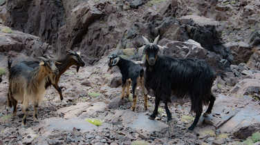Mountain-goats-by-Nelter-Refuge-on-Toubkal