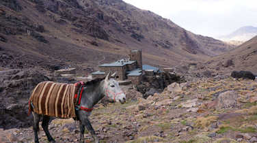 Mule-infront-of-Nelter-refuge