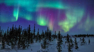 northern-lights-over-the-taiga-forest
