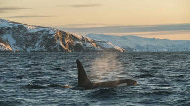 orca-cruising-through-the-waters-of-Northern-Norway