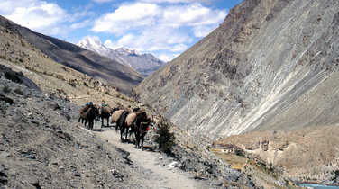 Pack mules transport equipment in a Ladakh valley