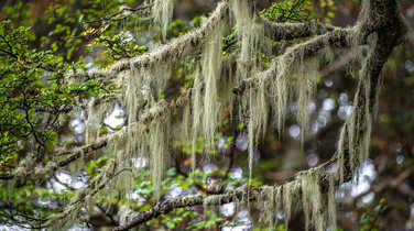 Patagonian lichen Usnea, Old Man Beard, hanging from Nothofagus trees