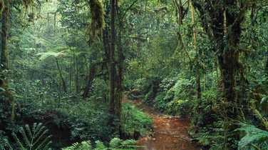 pathways-through-the-rainforest