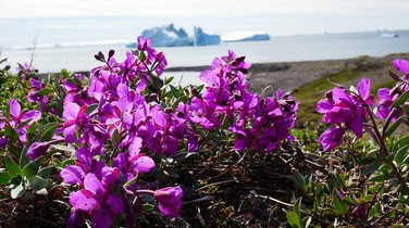 Pink flowers of Greenland