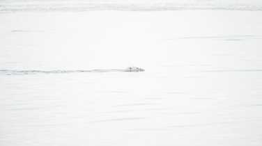 Polar bear swimming in Greenland
