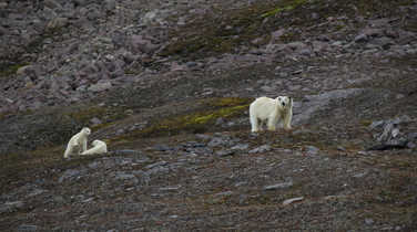 Polar bears in Svalbard