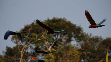 Red macaws flying