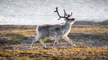 Reindeer in tundra of Arctic, Svalbard