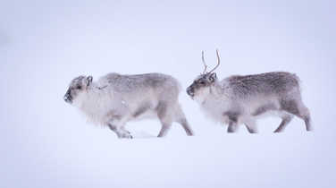 Reindeers during winter in Arctic