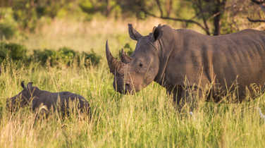 Rhino, Tanzania Safari