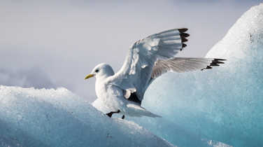Seagull on iceberg in Arctic