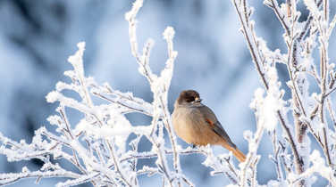 siberian-jay-perched-on-a-snowy-branch