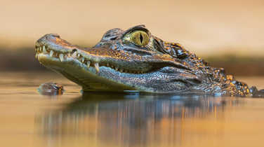 Spectacled caiman
