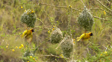 Suspended birds in Serengeti National Park