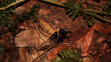 Tarantulas spotting at night in the Amazon rainforest