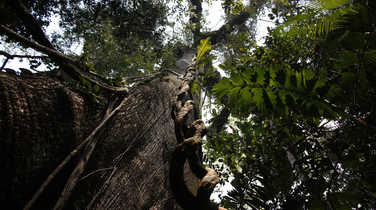 Tree in the Amazon rainforest