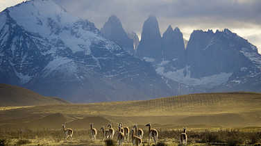 Vicunas in a Patagonian National Park