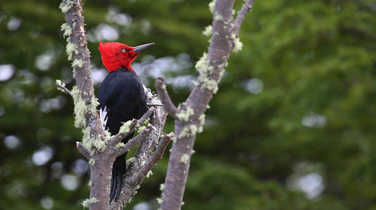 Vividly colored Magellanic woodpecker, Chile