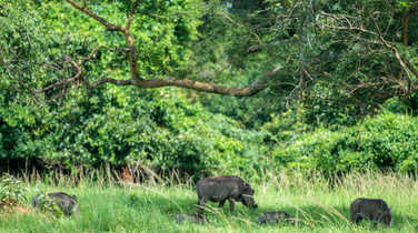 warthogs-finding-solace-in-the-shade