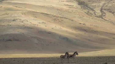 wild skyang in ladakh