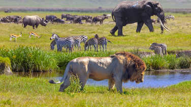Wildlife in the Serengeti National Park - Tanzania