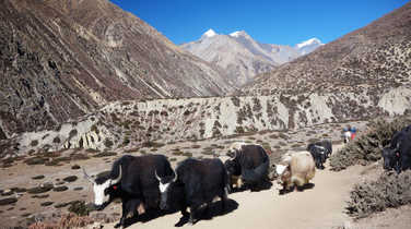 Yak in Kharka, Nepal