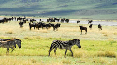 Zebras and buffalos in the Ngorongoro crater