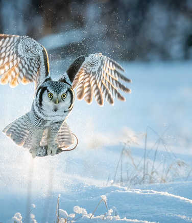 a-hawk-owl-spots-its-prey-in-the-snow
