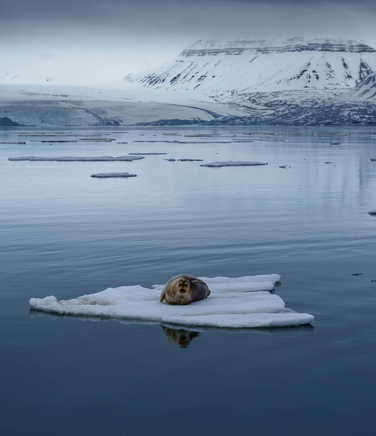 A seal hangs out on the ice drifting in a bay in Svalbard