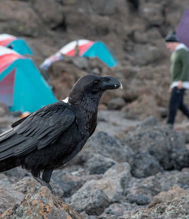 A white-necked raven surveys camp on Kilimanjaro