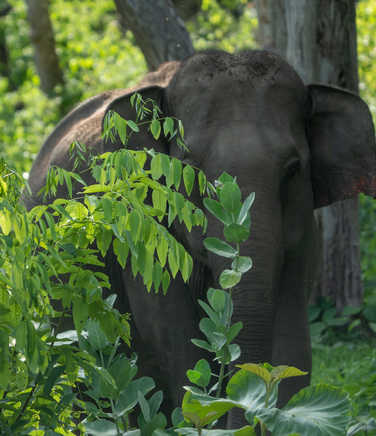 African Forest Elephant in Bwindi Impenetrable National Park