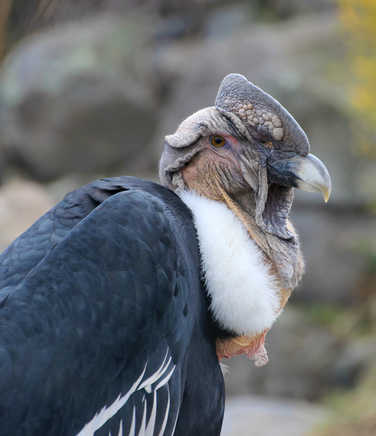 andean-condor