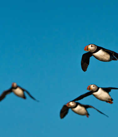 Arctic-puffins-flying-beneath-a-bluebird-sky