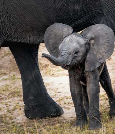 Baby elephant in the Serengeti National Park